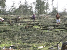 Phá rừng để nuôi tôm ở Hà Tĩnh: Dân biết thì chuyện đã rồi 